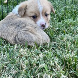 Pembroke Welsh Corgi Puppies from Jennifer Jimerson