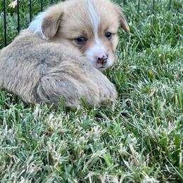 Pembroke Welsh Corgi Puppies from Jennifer Jimerson