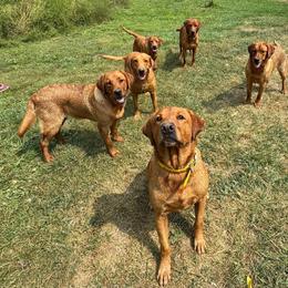 Labrador Retriever puppies from Sager’s Labrador Puppies