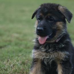 Flavia - Black and red female German Shepherd puppy in Apex, North Carolina from Milestone GSDs