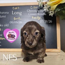 Aurora - Brindle female Dachshund puppy in Hoquiam, Washington from Heyd's Mini Dachshunds