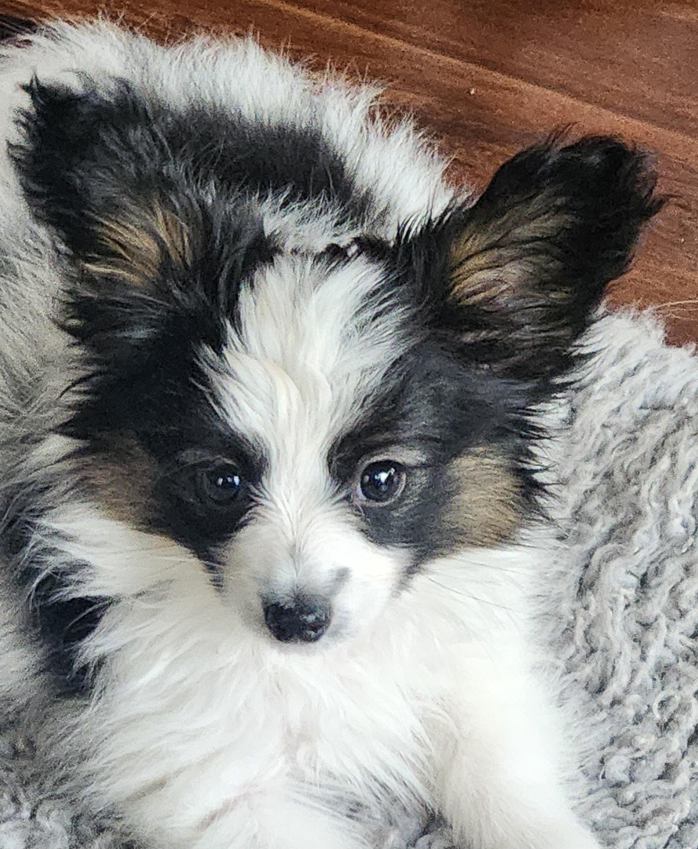 club-papillon様　1月 Lakeview Papillons in Mississippi | Papillon puppies | Good Dog