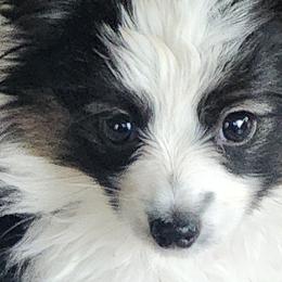 Papillons from Lakeview Papillons