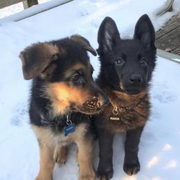 German Shepherds from Von Holly Haus German Shepherds