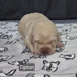 Tipton - Yellow male Labrador Retriever puppy in Greenwich, Ohio from Pure Gem Kennel
