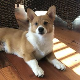 Pembroke Welsh Corgis from Nauti Corgi’s