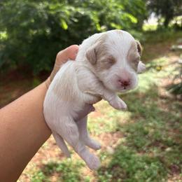 Donatello - Parti male Goldendoodle puppy in Brooksville, Florida from Abby’s Standard Goldendoodles