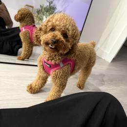Mochi - Poodle