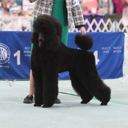Ruby Grace - Poodle