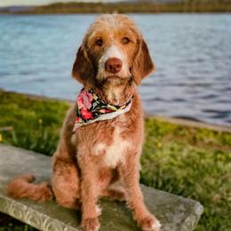 Addie - Labradoodle