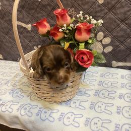 Jinu - Dapple male Dachshund puppy in Elizabethtown, Kentucky from Teeny Tiny Puppy Tails