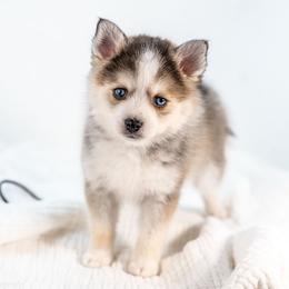 Black - Wolf sable male Pomsky puppy in Spring City, Pennsylvania from Pomsky Power Puppies