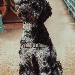 Aussiedoodles from K and D Connections