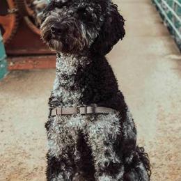 Aussiedoodles from K and D Connections