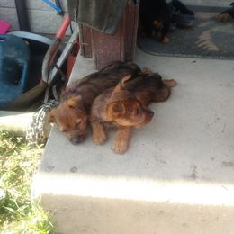 Australian Terrier Puppies from Heit Farm