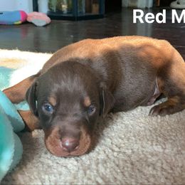 Doberman Pinscher Puppies from Melrae Dobermans