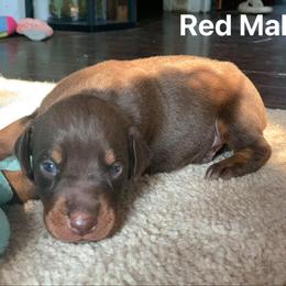 Doberman Pinscher Puppies from Melrae Dobermans