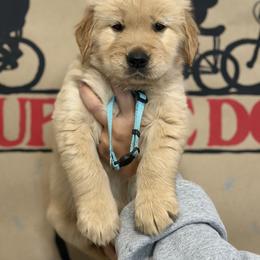 Golden Retriever Puppies from Glimmer Goldens