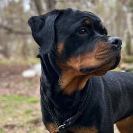 Great Danes and Rottweilers from Eastern Mountain Danes & Rottweilers
