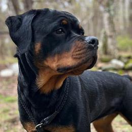 Great Danes and Rottweilers from Eastern Mountain Danes & Rottweilers