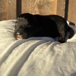 Love bug - Black tri-color female Aussiedoodle puppy in Eastland, Texas from H5 Mini Doodles