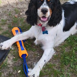 English Springer Spaniel Puppies from Indian Creek Springers