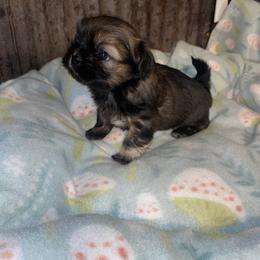 Phoenix - Brindle male Shih Tzu puppy in Pleasant Shade, Tennessee from Kuntry Tyme Shih Tzu