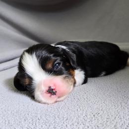 Tricolor Male - Tri-color male Cavalier King Charles Spaniel puppy in Spencer, Tennessee from Graceful Acres