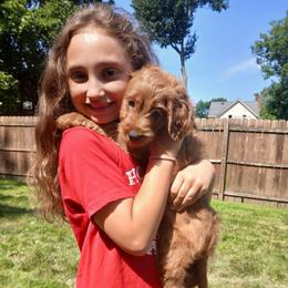 Blue Paws - Red  male Goldendoodle puppy in Rush, New York from Care Bear Puppies