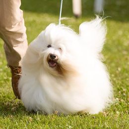 Monkey - Coton de Tulear