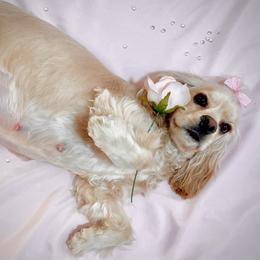 Cocker Spaniel Puppies from Brooks House Cocker Spaniels