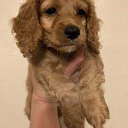 Cockapoo Puppies from Shimmer of Hope