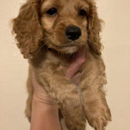 Cockapoo Puppies from Shimmer of Hope