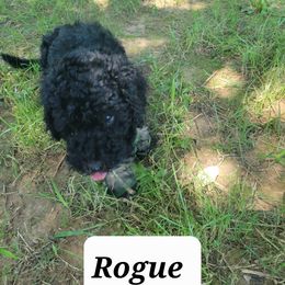 Labradoodle Puppies from Pawpaws Doodles