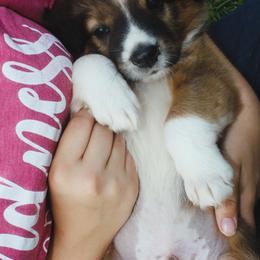 English Shepherd Puppies from Town & Country English Shepherds