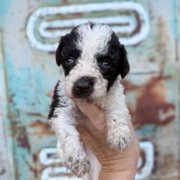 Chocolate Chip Pancake English - Chocolate female Goldendoodle puppy in Grove, Oklahoma from Guinn Family Farms