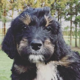 Bernedoodles from Oodles of Doodles to Love