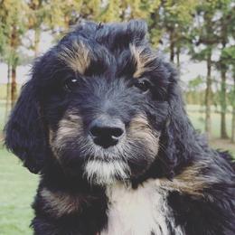Bernedoodles from Oodles of Doodles to Love