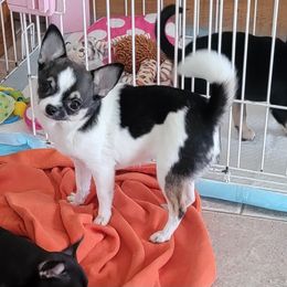 Girl 1 - Chihuahua puppy in Muskegon, Michigan from JoLi Chihuahuas