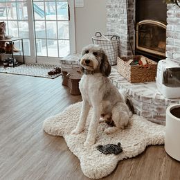 Sushi - Bernedoodle