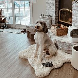 Sushi - Bernedoodle