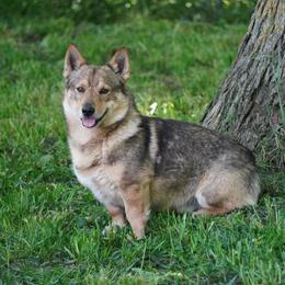 Arson - Swedish Vallhund