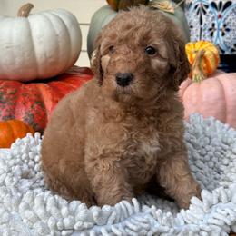 Acorn - Apricot male Goldendoodle puppy in Easley, South Carolina from Our Darling Doodles