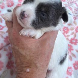 Addy - Blue and white female Chihuahua puppy in Amity, Pennsylvania from Rhoda and Verna