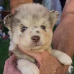 Drake - Merle male Pomsky puppy in Spring Hill, Florida from PDQ Pomskies
