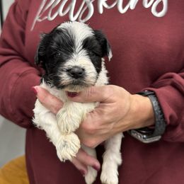 Olga - brown collar - Parti female Miniature Schnauzer puppy in Oneonta, Alabama from Murphree Valley Kennels