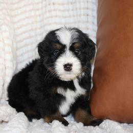 Blitzen -TRI COLOR - Tri-color male Bernedoodle puppy in Apple Creek, Ohio from Arlene Hershberger