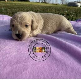 B2 cream or red - Cream male Dachshund puppy in Carthage, Texas from Rafter C Ranch Doxies