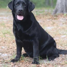 Cookie - Black female Labrador Retriever puppy in Williston, Florida from Royal K Labradors