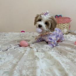 Goldendoodle Puppies from Lady Paws Puppies
